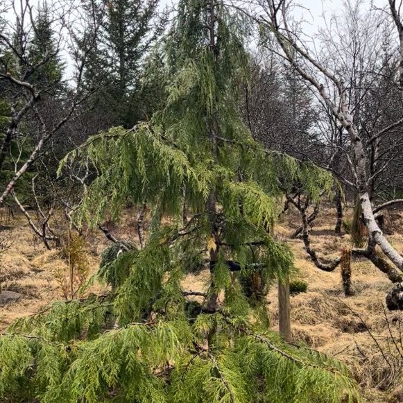 Alaskasýprus ´Pendula´