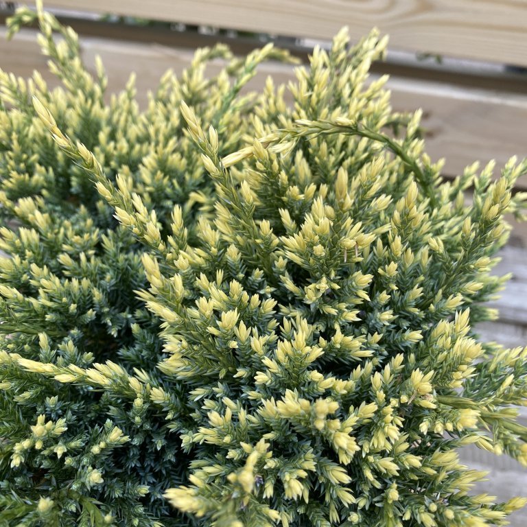 Himalajaeinir ´Holger´