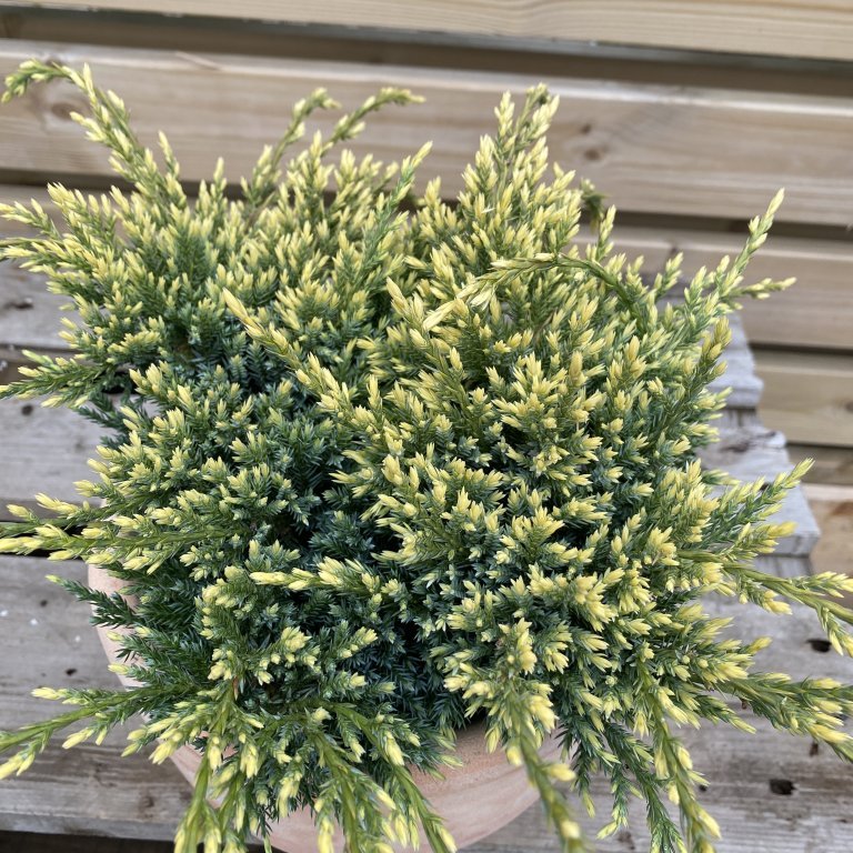 Himalajaeinir ´Holger´