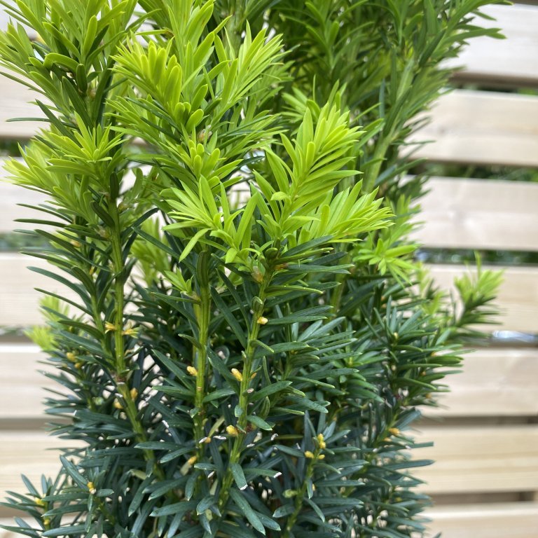 Ýviður ´Hicksii´