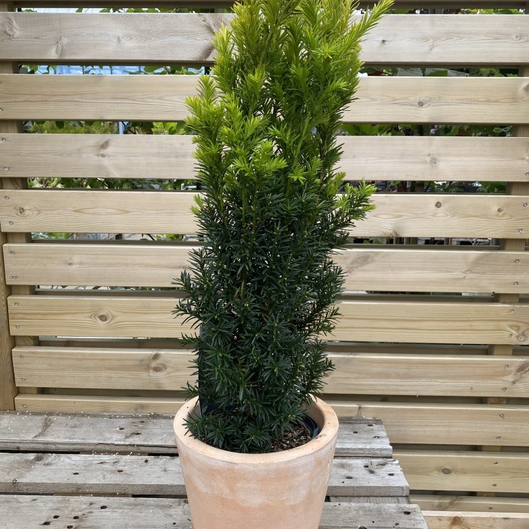 Ýviður ´Hicksii´