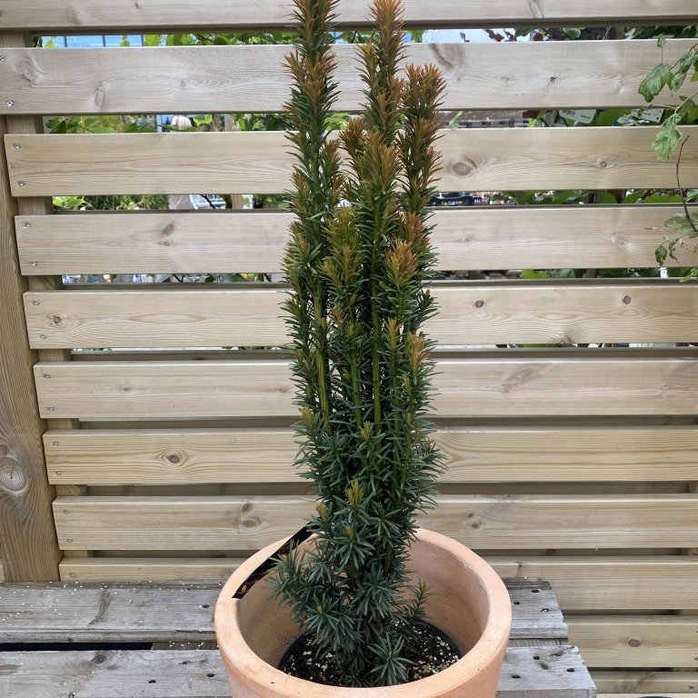 Ýviður ´Fastigiata Robusta´