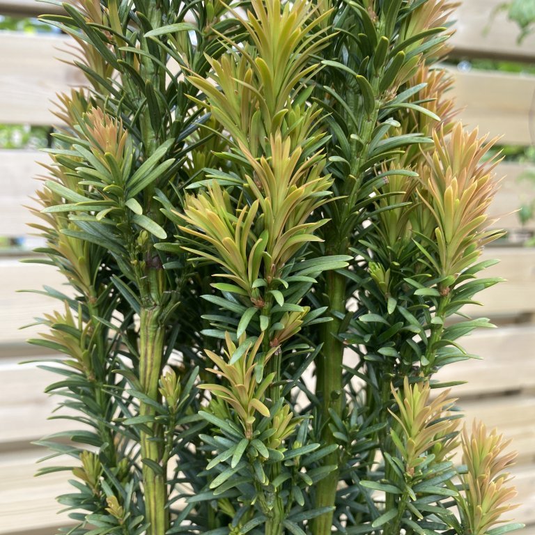 Ýviður ´Fastigiata Robusta´