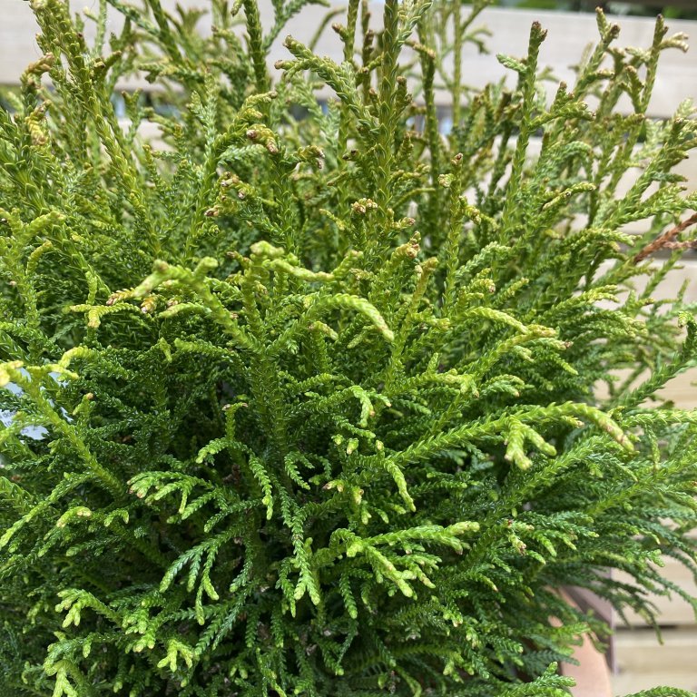 Dvergvaxlífviður ´Nana´