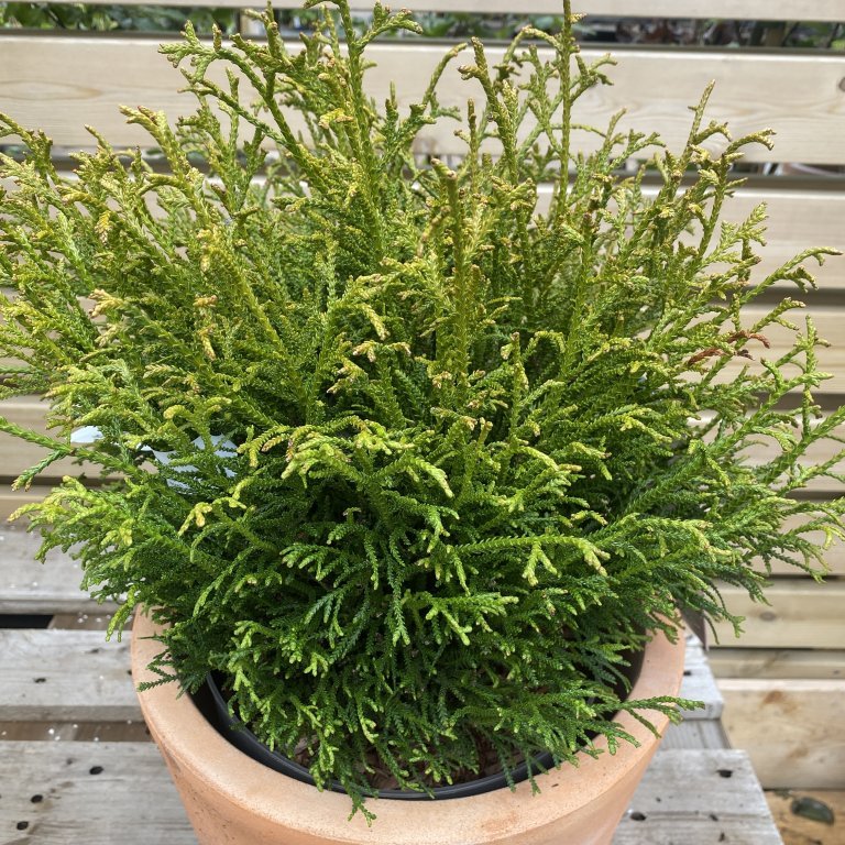 Dvergvaxlífviður ´Nana´