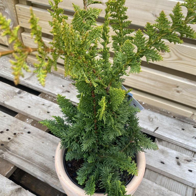 Sólsýprus ´Teddu Bear´