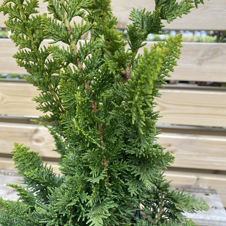 Sólsýprus ´Teddu Bear´