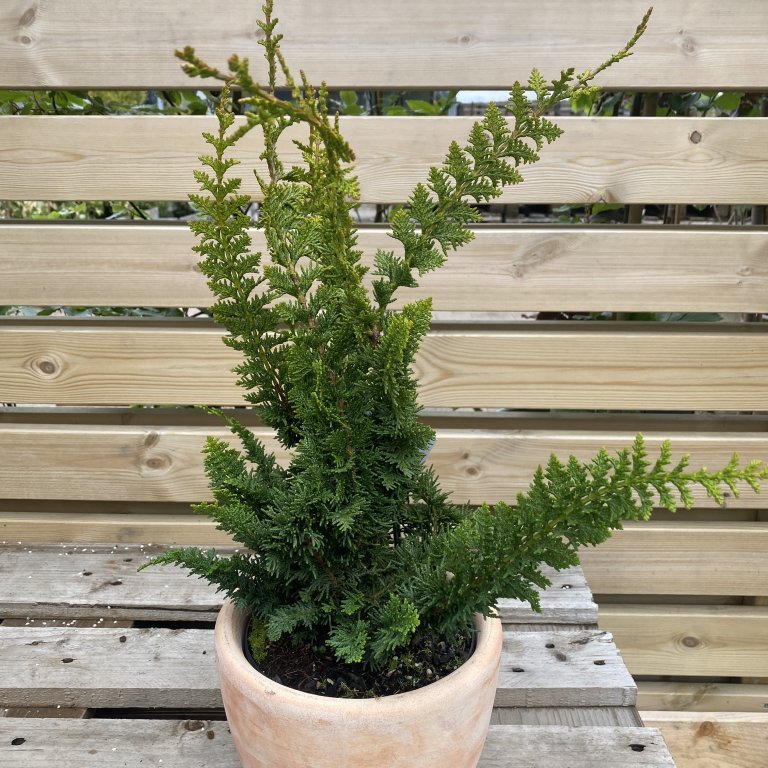 Sólsýprus ´Teddu Bear´