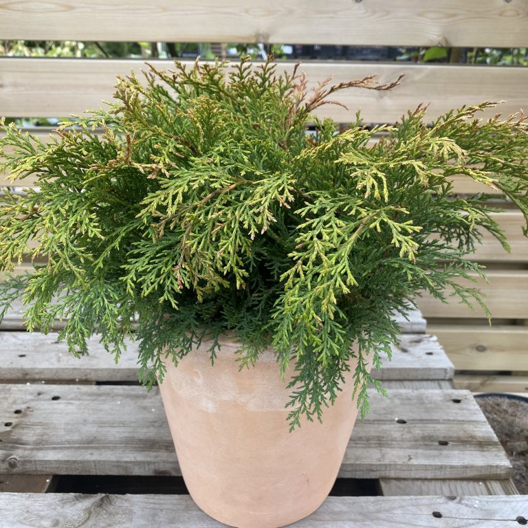 Dverglífviður - Microbiota Decussata