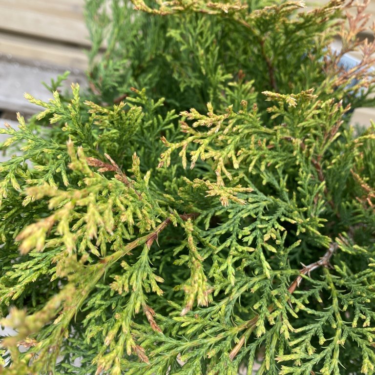 Dverglífviður - Microbiota Decussata