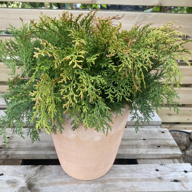 Dverglífviður - Microbiota Decussata