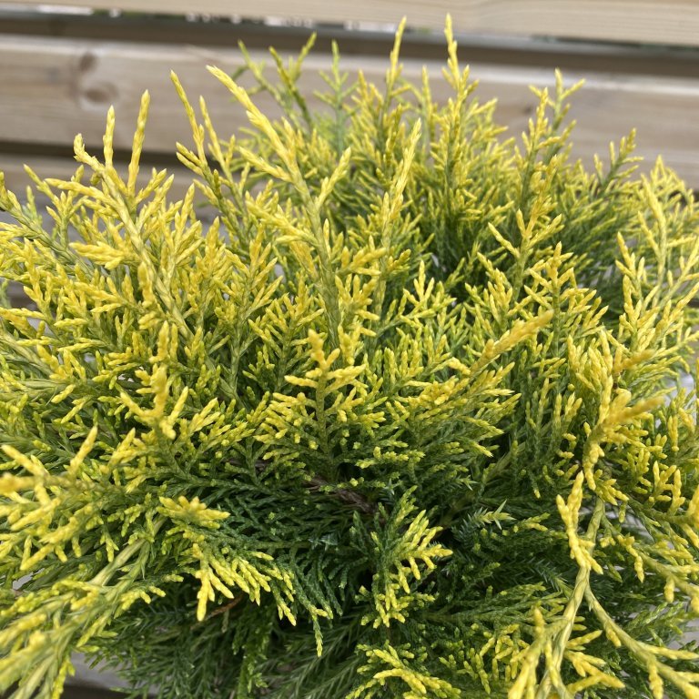 Kínaeinir ´Golden Saucer´