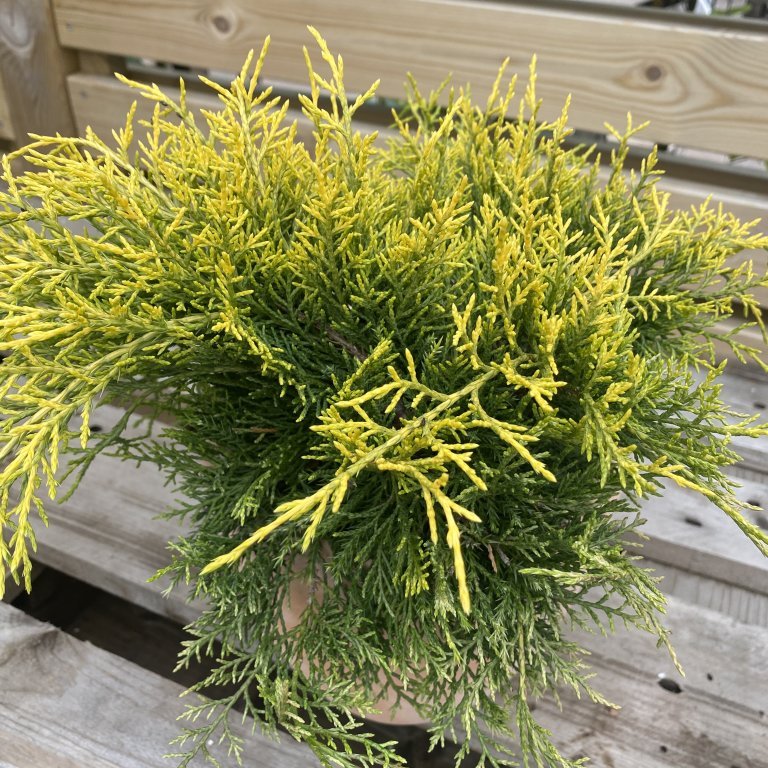 Kínaeinir ´Golden Saucer´