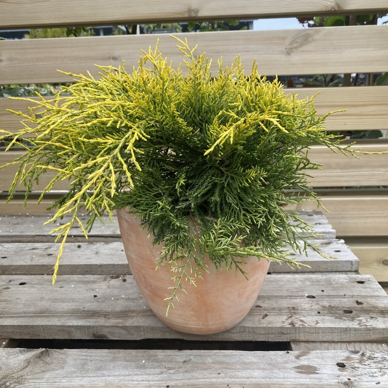 Kínaeinir ´Golden Saucer´