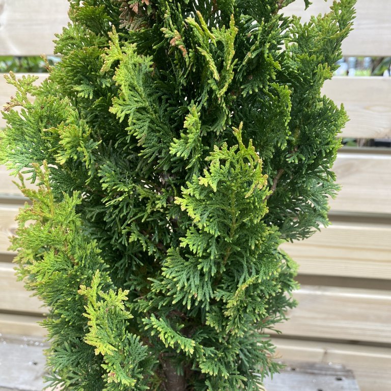 Kanadalífviður ´Degroot Spire´