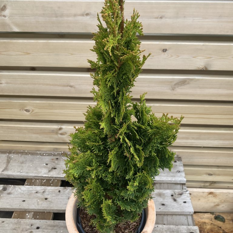 Kanadalífviður ´Degroot Spire´