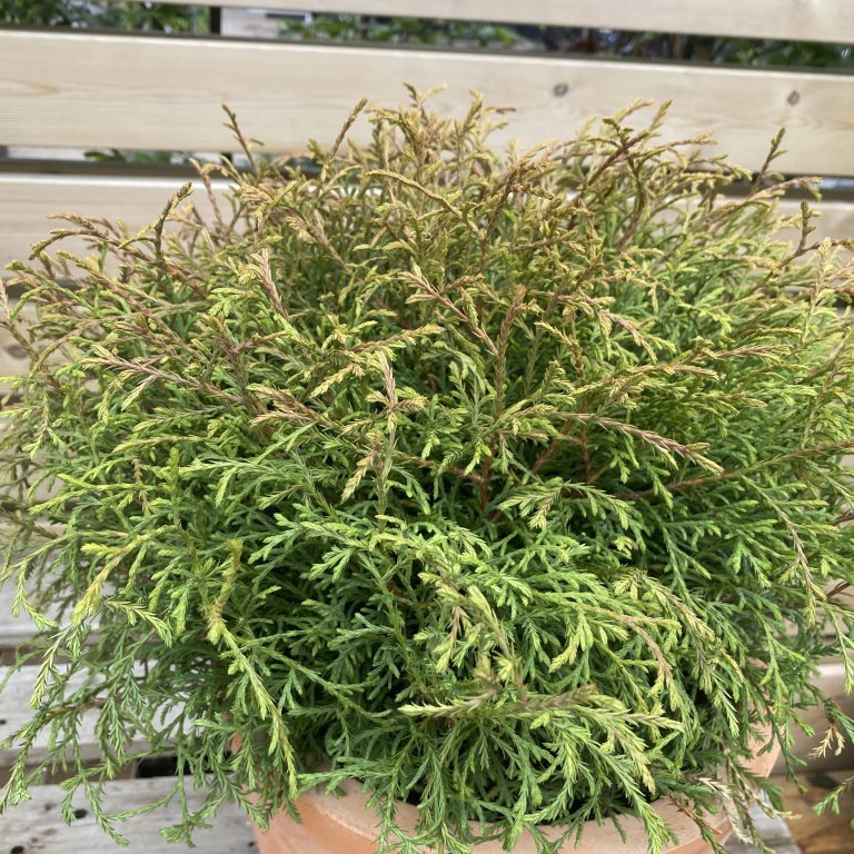 Kanadalífviður´Bowling Ball´