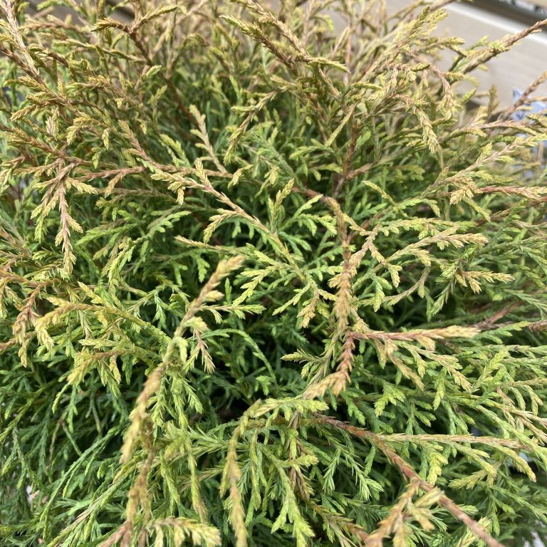 Kanadalífviður´Bowling Ball´