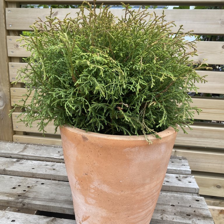 Kanadalífviður´Bowling Ball´