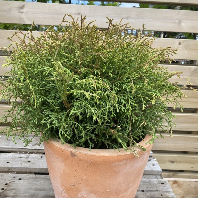 Kanadalífviður´Bowling Ball´