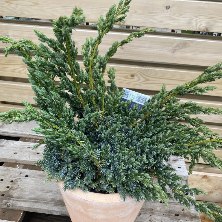 Himalajaeinir ´Meyeri´