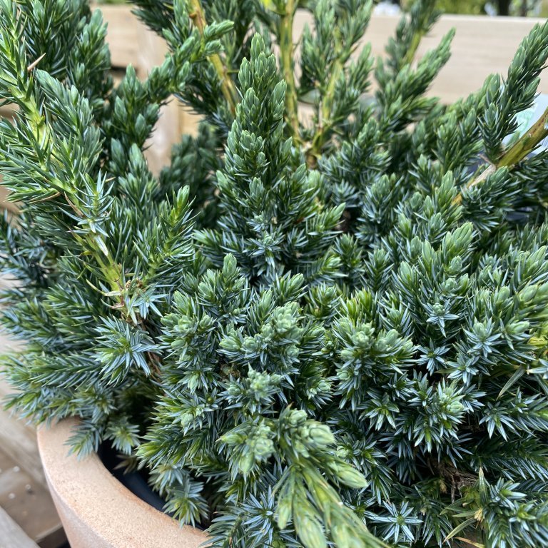 Himalajaeinir ´Meyeri´