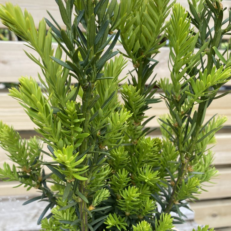 Garðaýr ´Hillii´