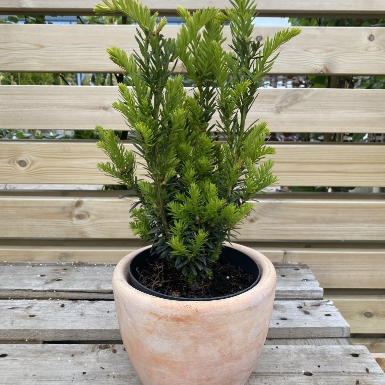 Garðaýr ´Hillii´