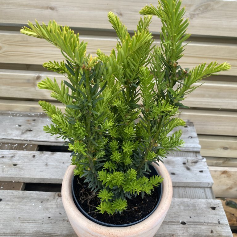 Garðaýr ´Hillii´