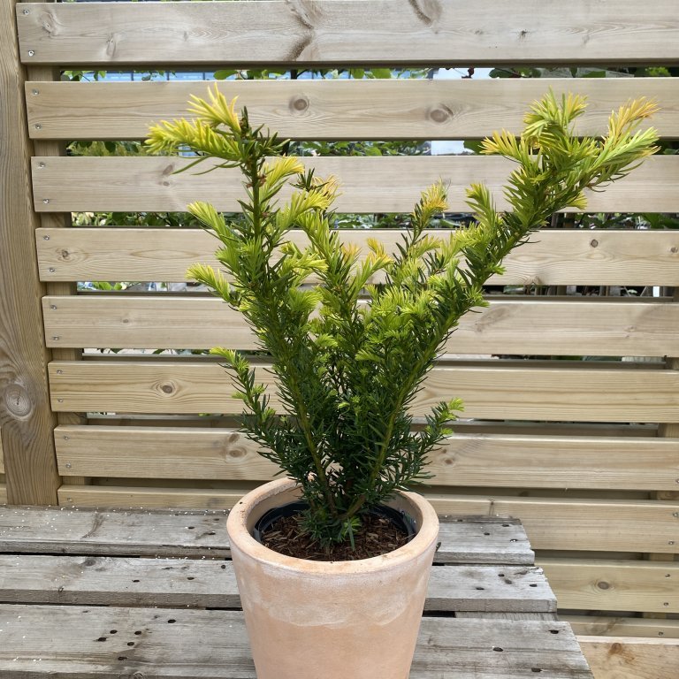 Garðaýr ´Farmen´