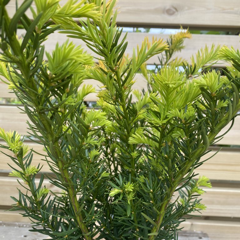 Garðaýr ´Farmen´