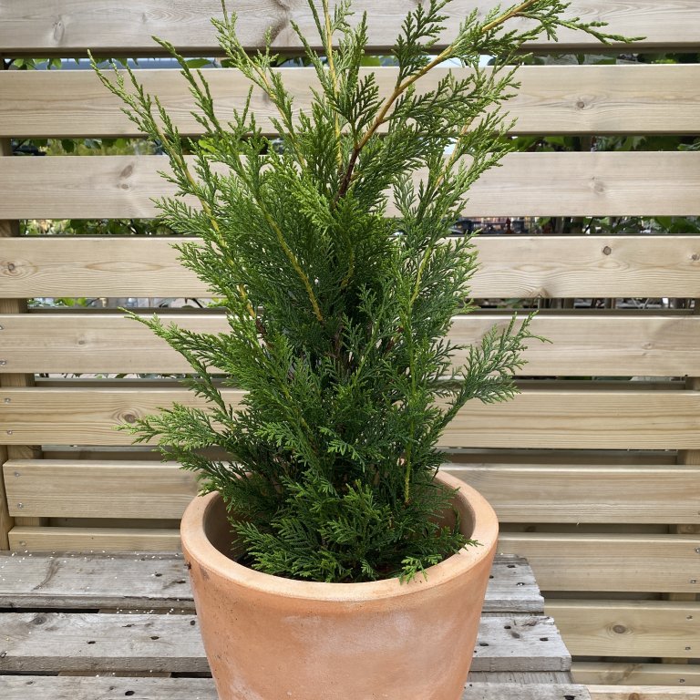 Venslasýprus - Cupressocyparis leylandii