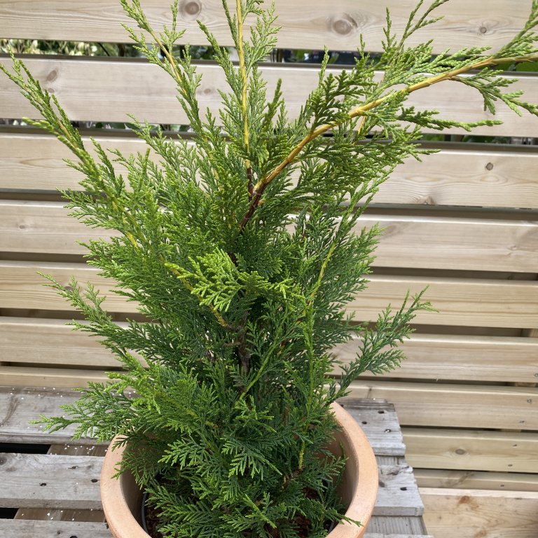 Venslasýprus - Cupressocyparis leylandii