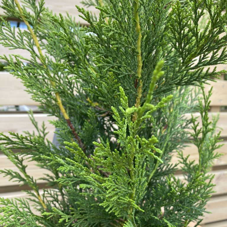Venslasýprus - Cupressocyparis leylandii