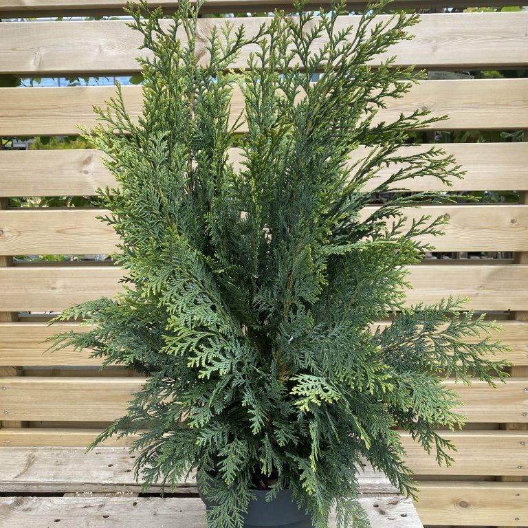 Fagursýprus ´White Spot´