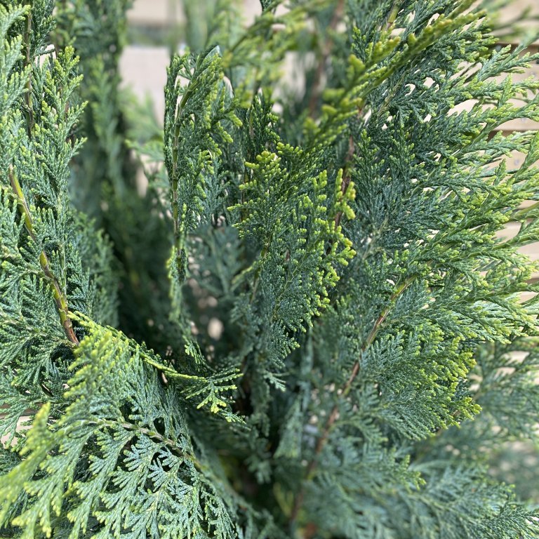 Fagursýprus ´White Spot´