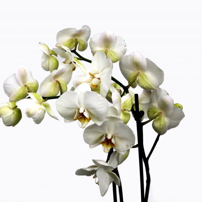 Orkidea tveggja stöngla - hvít