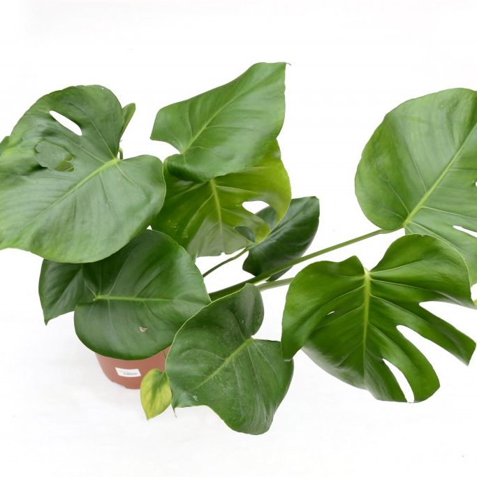 Monstera - Rifblaðka