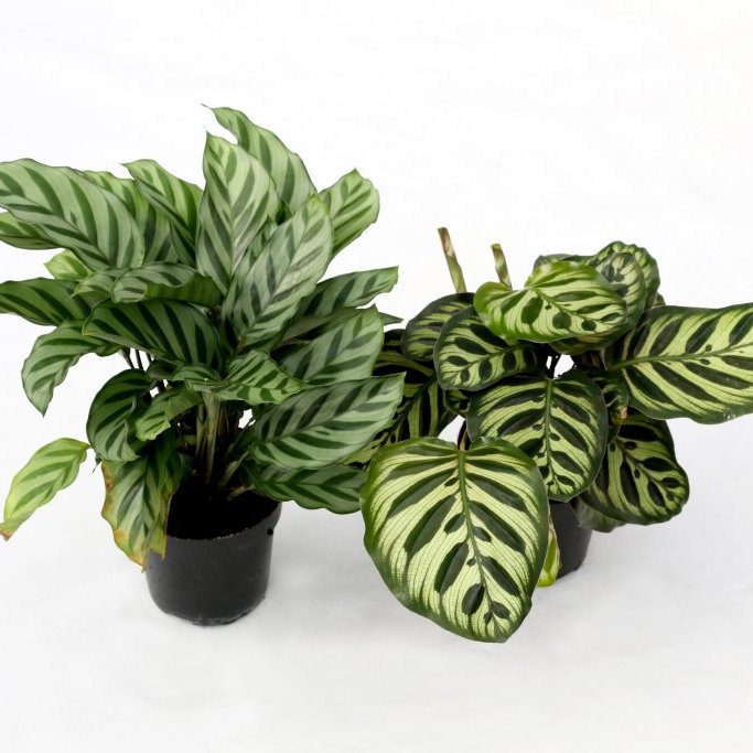 Calathea