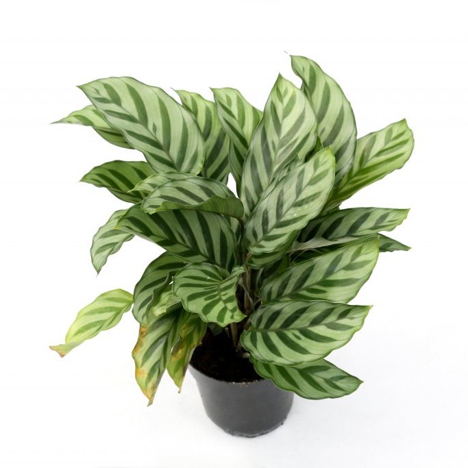 Calathea