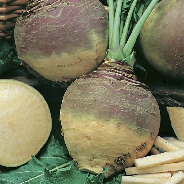 Gulrófa - Best of All