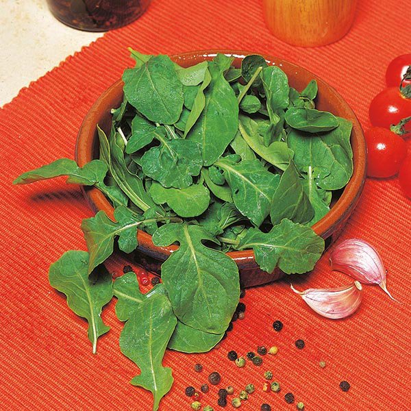 Klettasalat - Rocket