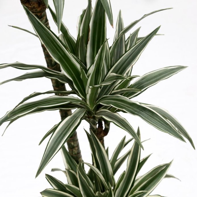 Drekatré - Randadreki