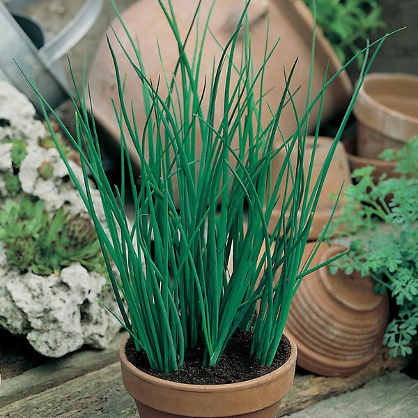 Graslaukur - Chives