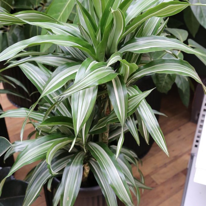 Drekatré - Randadreki