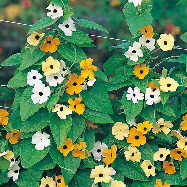 Svarteyga Súsanna - Black-eyed Susan