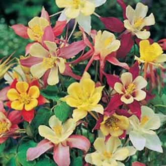 Vatnsberi - Mackana giant mixed