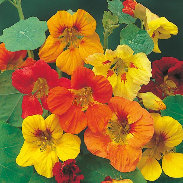 Skjaldflétta - Nasturtium Trailing