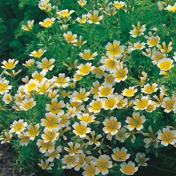 Eggjablóm - Limnanthes douglasii
