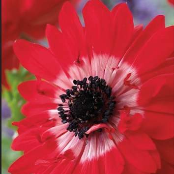 Anemónur - The Governor, 15 stk